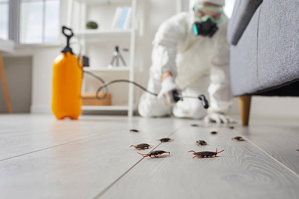 Commercial Kitchen Cockroach Control in Rich Hill